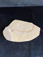 Vis - Fossiel skelet - Anguillavus - 13.5 cm - 22 cm, Verzamelen, Mineralen en Fossielen