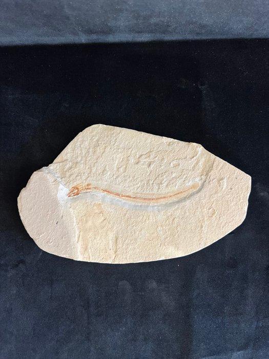 Vis - Fossiel skelet - Anguillavus - 13.5 cm - 22 cm, Verzamelen, Mineralen en Fossielen