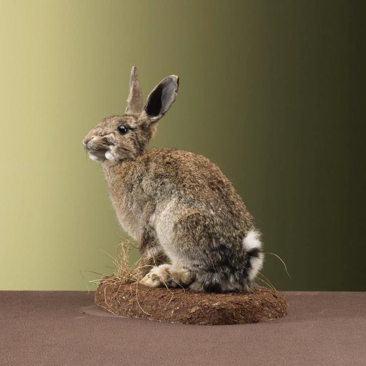 Konijn Taxidermie Opgezette Dieren By Max, Verzamelen, Dierenverzamelingen, Opgezet dier, Nieuw, Wild dier, Ophalen of Verzenden