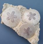 Zee-egel - Fossiel skelet - Parascutella producta