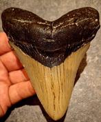 Megalodon - Fossiele tand - *beautiful piece* - 11.2 cm -
