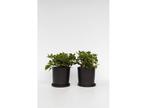 Viburnum Tinus - set of 2, Verzenden