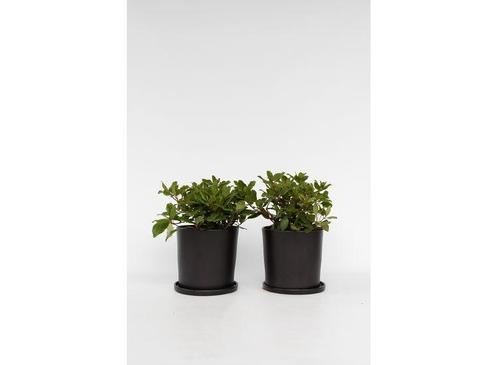 Viburnum Tinus - set of 2, Huis en Inrichting, Kamerplanten, Verzenden