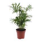 Chamaedorea Elegans - Mexicaanse Bergpalm - Ø12cm - 40cm, Verzenden, Nieuw