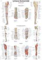 Anatomie poster onderste extremiteit (kunststof-folie, 70..., Verzenden, Nieuw