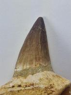 Mosasaurus - Fossiele tand - 7.2 cm (Zonder Minimumprijs)