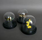Kevel Taxidermie volledige montage - Acherontia atropos x, Nieuw