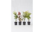 Set van 4 prachtig kleurrijke Japanse Esdoorns, Huis en Inrichting, Verzenden