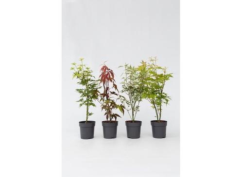 Set van 4 prachtig kleurrijke Japanse Esdoorns, Huis en Inrichting, Kamerplanten, Verzenden