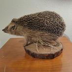 Amoer-egel - Taxidermie volledige montage - Erinaceus, Verzamelen, Nieuw
