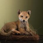 Jonge Vos Taxidermie Opgezette Dieren By Max, Ophalen of Verzenden, Nieuw, Wild dier, Opgezet dier