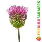 The Bulb Farmers - 400 x Allium Sphaerocephalon - rood met, Tuin en Terras, Bloembollen en Zaden, Bloembol, Najaar, Verzenden