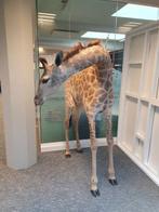Giraf Taxidermie volledige montage - Giraffa Camelopardalis, Nieuw