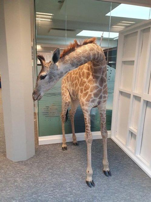 Giraf Taxidermie volledige montage - Giraffa Camelopardalis, Verzamelen, Dierenverzamelingen