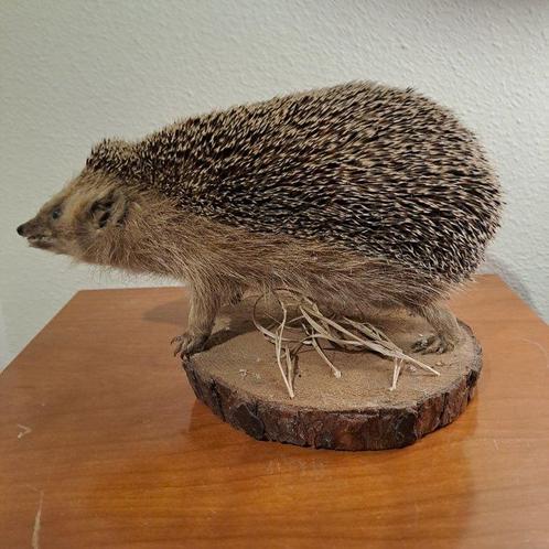 Amoer-egel - Taxidermie volledige montage - Erinaceus, Verzamelen, Dierenverzamelingen
