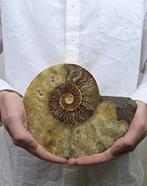 Grote ammoniet - Gefossiliseerd dier - Aioloceras