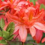 Rhododendron Azalea Geisha Orange - Potmaat 2 liter, Tuin en Terras, Planten | Tuinplanten, Ophalen of Verzenden