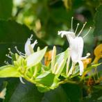 Lonicera japonica Halls Prolific - 60-80 cm, Tuin en Terras, Ophalen of Verzenden