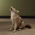 Coyote Taxidermie Opgezette Dieren By Max, Verzamelen, Dierenverzamelingen, Ophalen of Verzenden, Nieuw, Wild dier, Opgezet dier