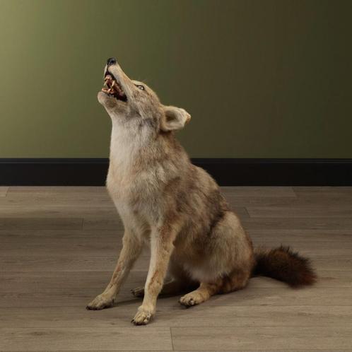 Coyote Taxidermie Opgezette Dieren By Max, Verzamelen, Dierenverzamelingen, Opgezet dier, Nieuw, Wild dier, Ophalen of Verzenden