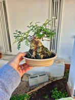 Bonsai van Carmona op steen - Verzamelobject - Hoogte