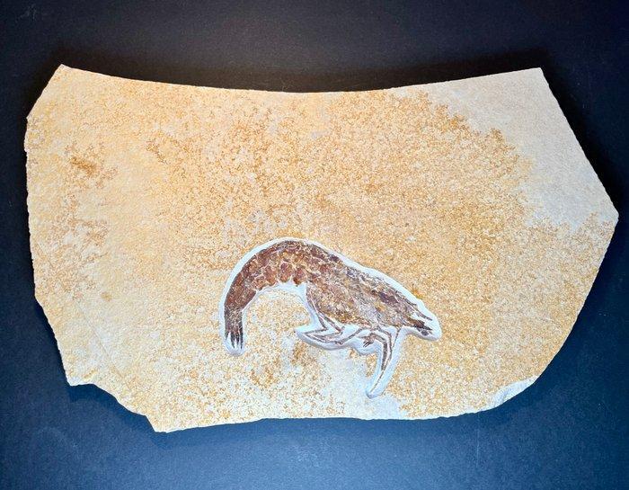 Garnele - Fossiele matrix - Antrimpos speciosus, Solnhofener, Verzamelen, Mineralen en Fossielen