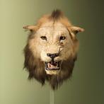 Leeuw Taxidermie volledige montage - Panthera leo - 50 cm -, Nieuw