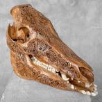 Geen veilingprijs - Bruine uitgeholde patina wild zwijn -, Antiek en Kunst