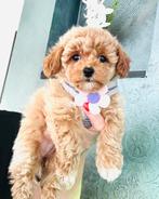 Mooiste MALTIPOO kleinblijvend en hypoallergeen NL nestje, Dieren en Toebehoren, Honden | Chihuahua's en Gezelschapshonden, Parvo
