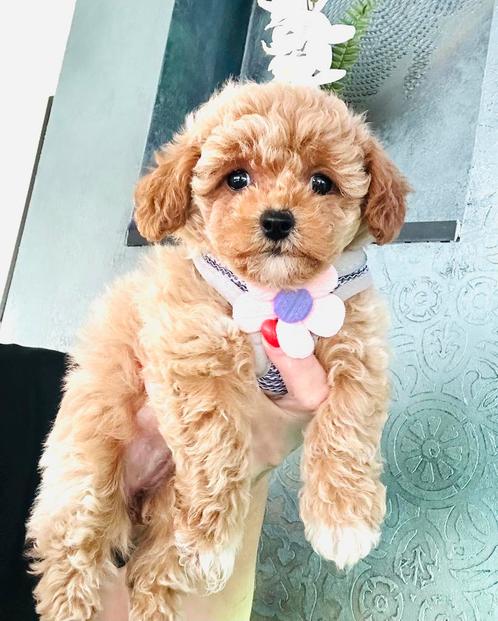 Mooiste MALTIPOO kleinblijvend en hypoallergeen NL nestje, Dieren en Toebehoren, Honden | Chihuahua's en Gezelschapshonden, Meerdere