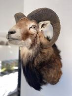 Mouflon Taxidermie volledige montage - Mouflon - 45 cm - 35, Verzamelen, Nieuw
