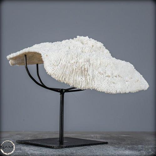 A++ Giles van Witte Koraal - Acropora Florida, in stand-by-, Verzamelen, Dierenverzamelingen