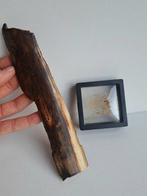 Wolharige mammoet - Gefossiliseerde slagtand - TUSK + REAL