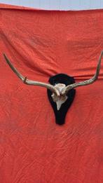 Cerf sambar Taxidermie wandmontage - Cervus unicolor -, Nieuw