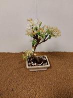 Malus domestica - Hoogte (boom): 30 cm - Diepte (boom): 20