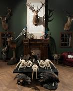 Taxidermie opgezette dieren koppen preparaten opgezet By Max, Verzamelen, Dierenverzamelingen, Nieuw, Overige soorten, Opgezet dier