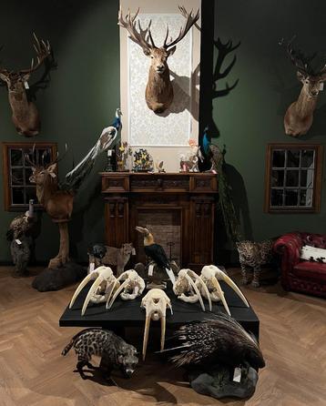 Taxidermie opgezette dieren koppen preparaten opgezet By Max beschikbaar voor biedingen