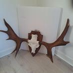 Eland - Taxidermie wandmontage - Alces alces - superbe et, Nieuw