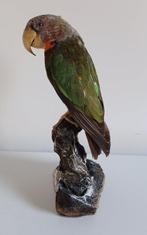 Kaapse Papegaai - Taxidermie volledige montage - Poicephalus, Nieuw