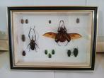 Kevers-Beetles Taxidermie wandmontage - Chalcosoma, Antiek en Kunst, Curiosa en Brocante
