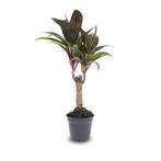 Mini-palm - Cordyline fruticosa Purple Compacta - Terrariu, Verzenden, Nieuw
