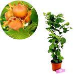 Corylus avellana Yamhill + Pot 17cm, Verzenden, Halfschaduw