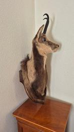Isard - chamois - hybride met een ooi Taxidermie volledige, Nieuw