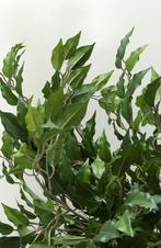 Ficus Benjamina kunstplant, hoogte 210cm, Huis en Inrichting, Kamerplanten, Ophalen of Verzenden