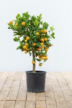 Citroenboom Citrus Mitis Calamondin Ministam 60-80 Pot