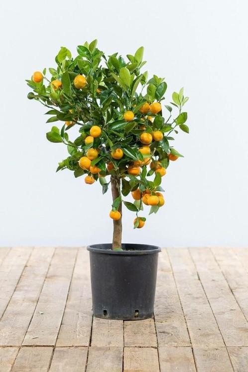 Citrusboom / Citrus Calamondin ministam 60-80 cm, Tuin en Terras, Planten | Tuinplanten