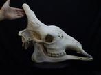 Huge Northern Giraffe skull Schedel - Giraffa camelopardalis, Nieuw