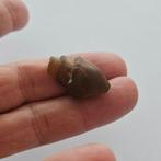 Oud-Burmaans, Vroege Samon Vallei agaat Zeldzame Conch Shell