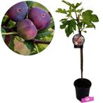 Vijgenboom Ficus carica Signora + Pot 17cm, Volle zon, Verzenden