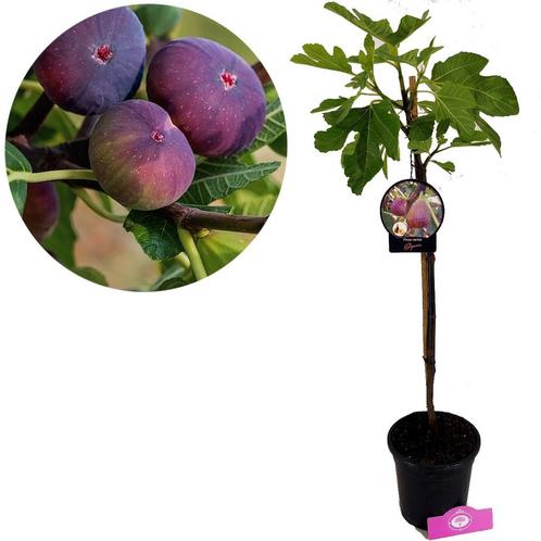 Vijgenboom Ficus carica Signora + Pot 17cm, Tuin en Terras, Planten | Fruitbomen, Volle zon, Verzenden
